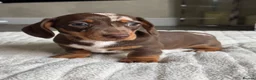 Miniature Dachshund dogs for sale: Miniature dachshund  - Advert 1