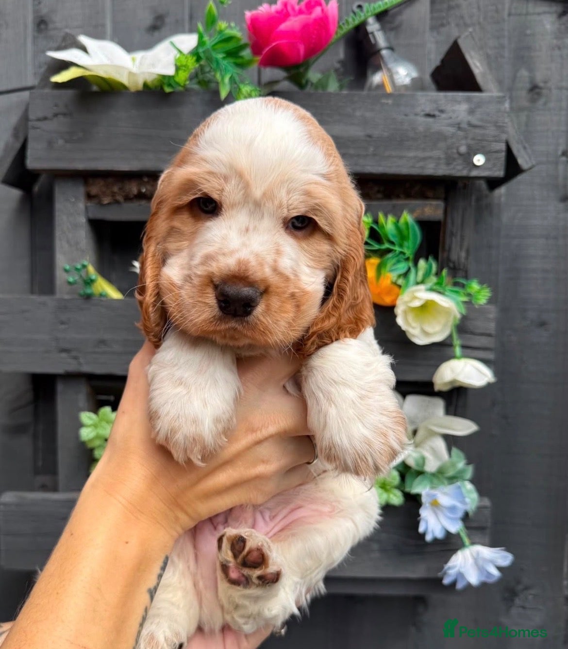 Cocker Spaniel dogs Waiting list orange roan cocker spaniel show type - Advert 11