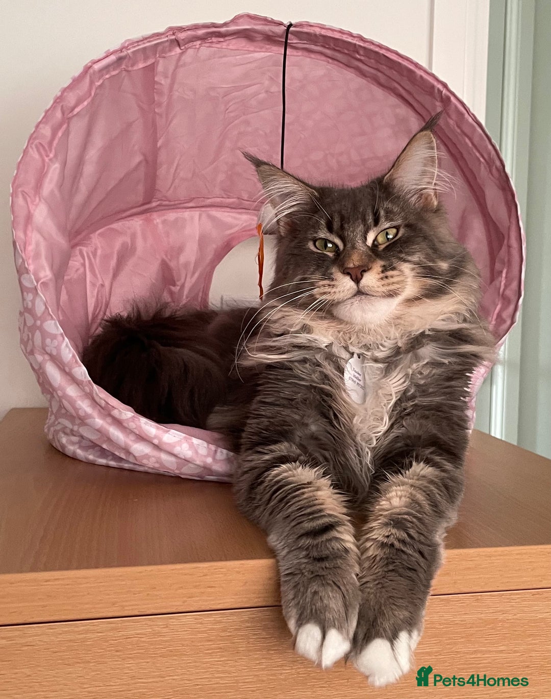 Maine Coon cats for stud: Champion Blue silver Maine Coon TICA GCCF Pedigree in Irvine - Advert 12