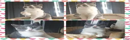 British Shorthair cats for sale: Perfect girl british shorthair kitten - Advert 6