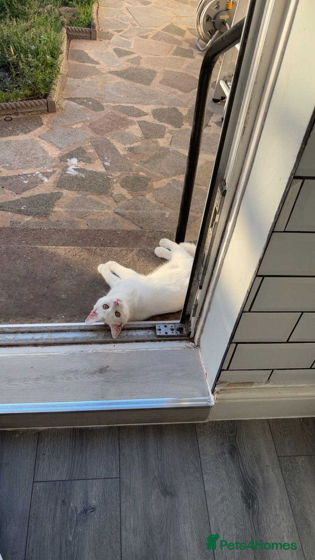 British Shorthair cats for sale: All white British short hair female cat  - Image 5