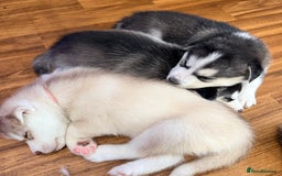 Siberian Husky dogs for sale: SIBERIAN HUSKY  - Image 4