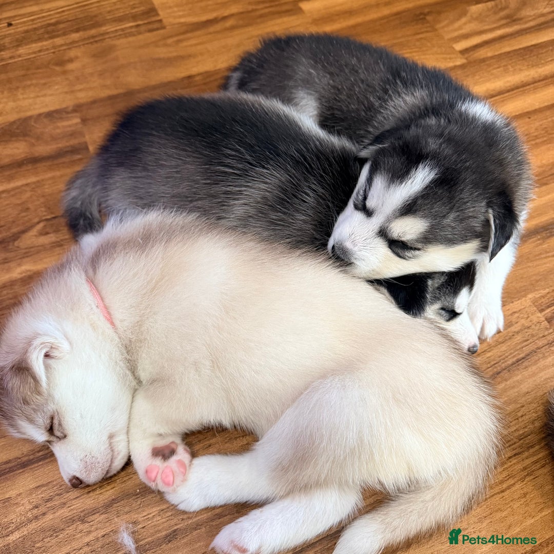 Siberian Husky dogs for sale: SIBERIAN HUSKY  - Image 4