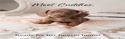 Dachshund dogs for sale: Dachshund  - Advert 4