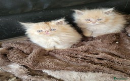 Persian cats for sale: 4 stunning full Persian  kittens ready now  - Image 4