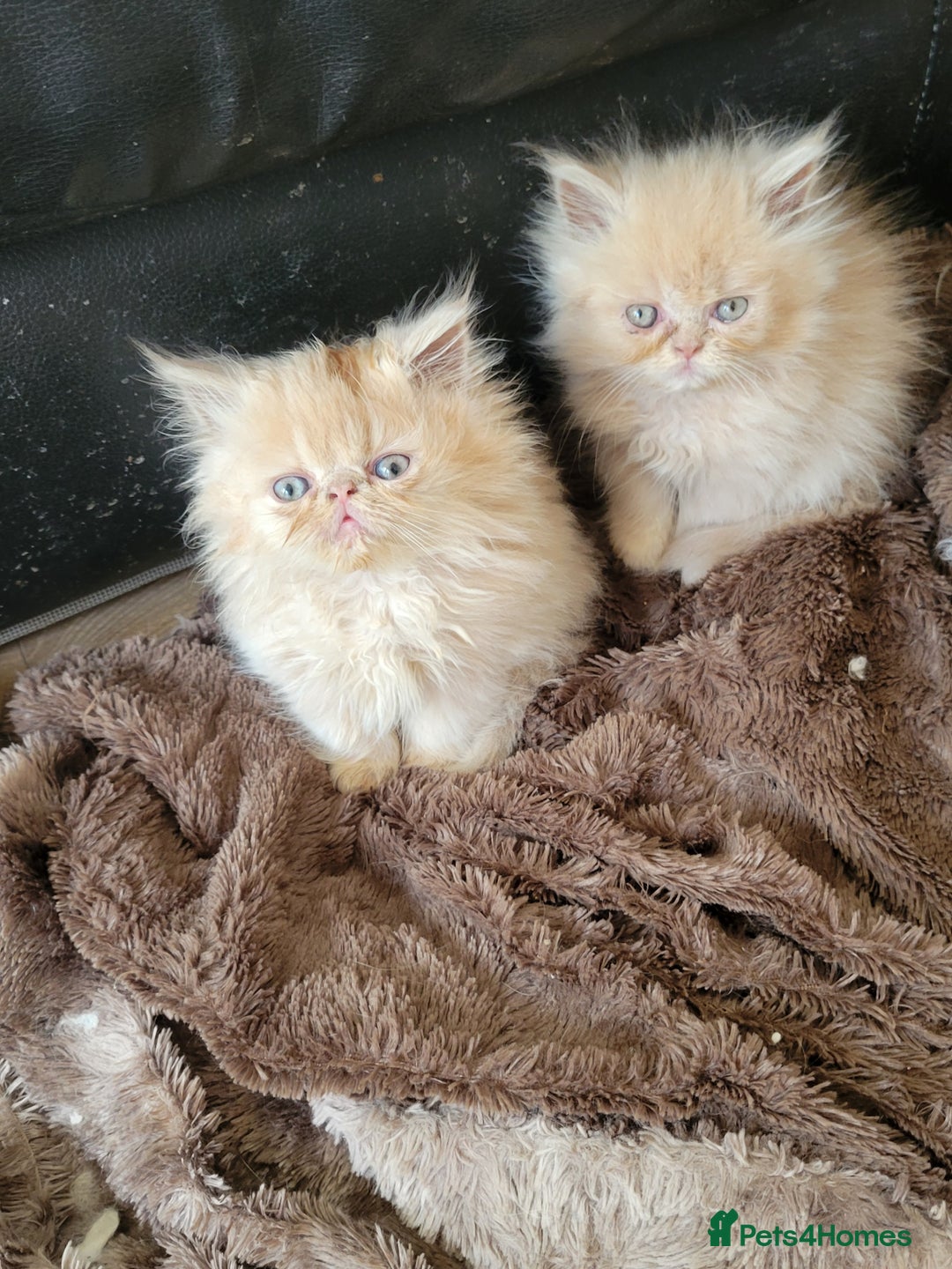 Persian cats for sale: 4 stunning full Persian  kittens ready now  - Image 4