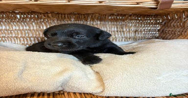 Labrador Retriever dogs - Advert 1