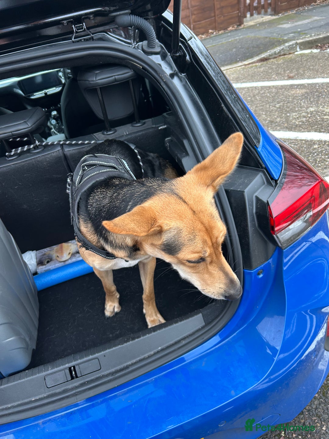 Mixed Breed dogs for sale: Beloved trixie  - Advert 2