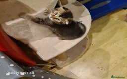 Scottish Fold cats for sale: Scottish fold/straight looking for home  - Image 31