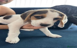 Beagle dogs for sale: 2 Beagle puppies‼️Ready to leave NOW‼️ - Image 1