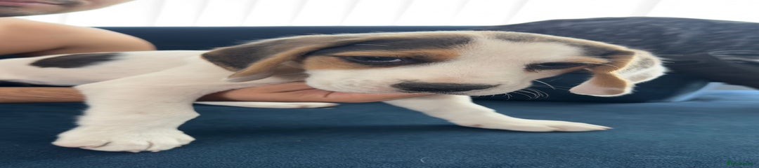 Beagle Puppy 6