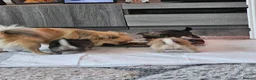 Pomchi dogs for sale: 3 fluffy pomchi pups in Newcastle upon Tyne - Advert 2