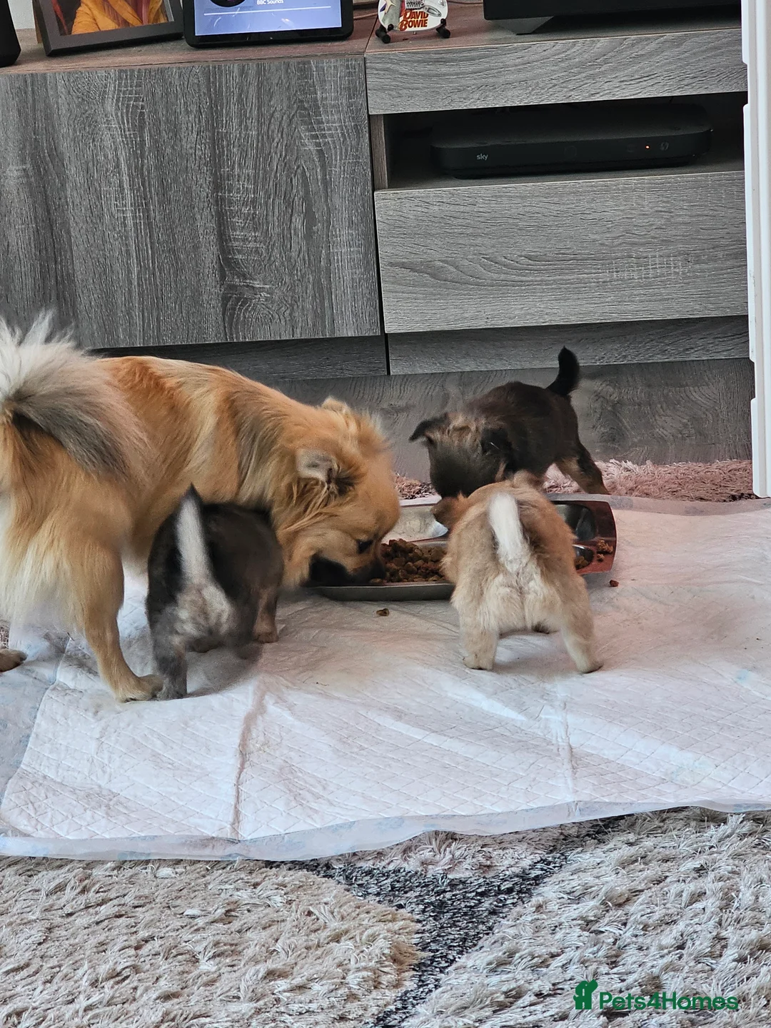 Pomchi dogs for sale: 3 fluffy pomchi pups in Newcastle upon Tyne - Advert 2