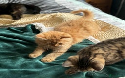 Mixed Breed cats for sale: Beautiful kittens available  - Image 5