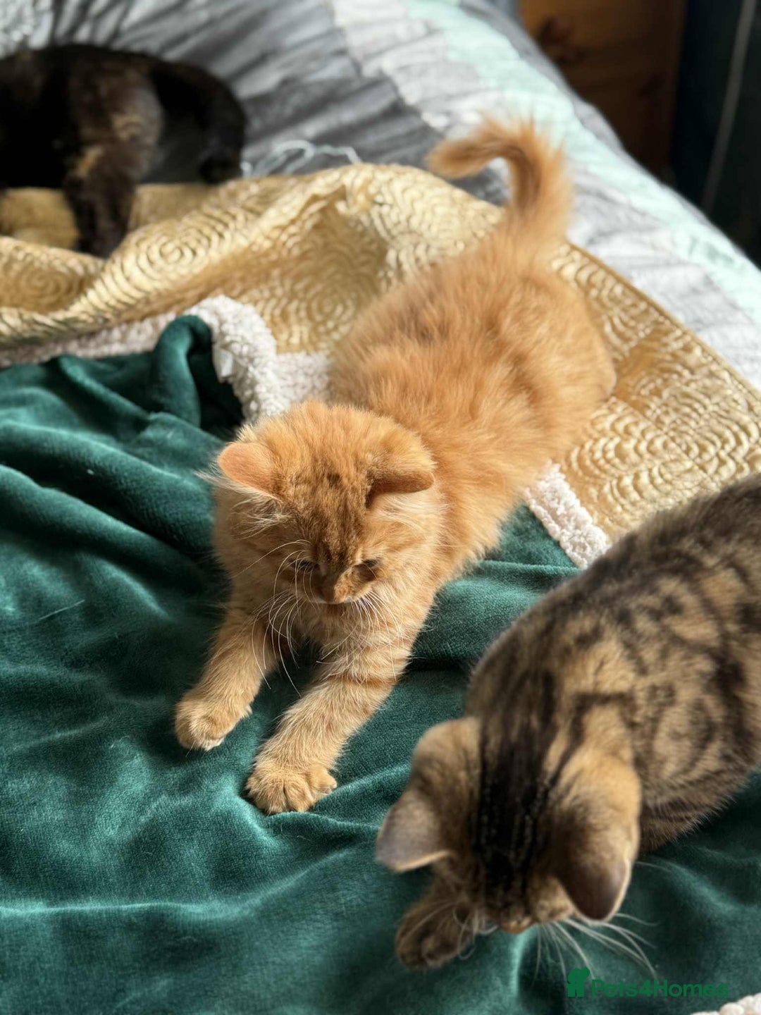 Mixed Breed cats for sale: Beautiful kittens available  - Image 5