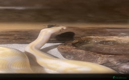 Snake reptiles for sale: Danger noodle 🐍 - Image 2