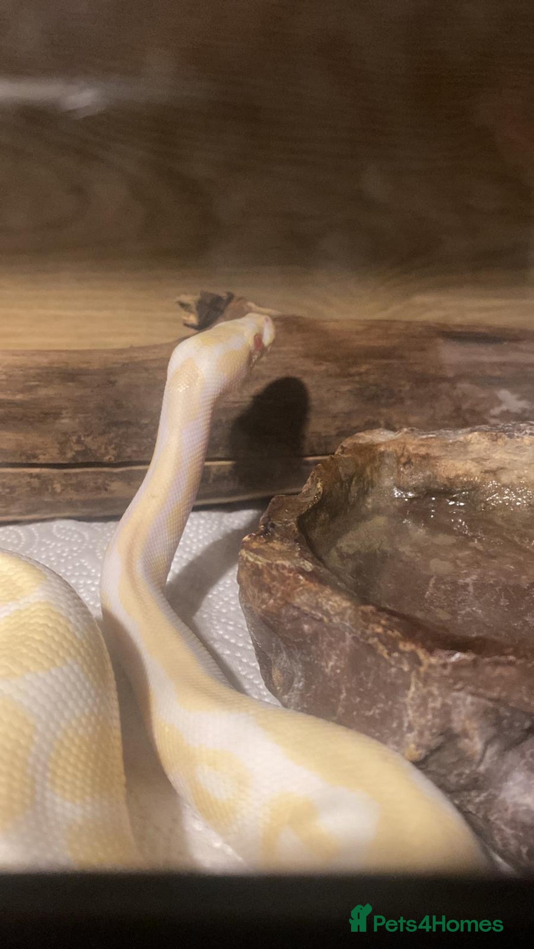 Snake reptiles for sale: Danger noodle 🐍 - Image 2