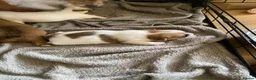 Mixed Breed dogs for sale: READY NOW….. Jack Russell beautiful litter of boys - Advert 26