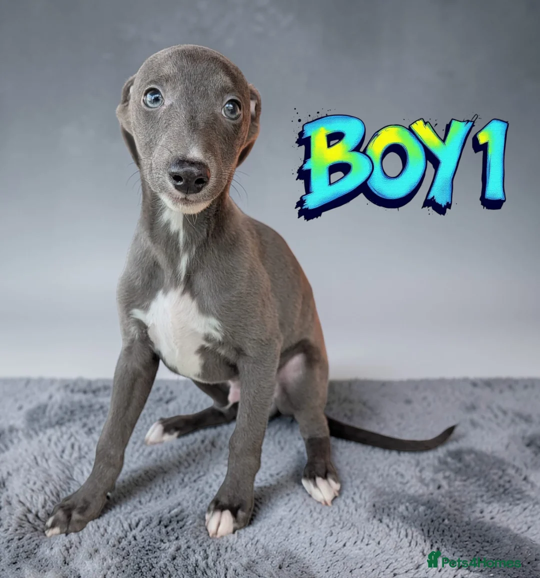 Whippet dogs for sale: Beautiful blue whippets in Worcester - Advert 1