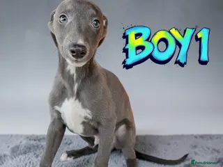 Whippet dogs Beautiful blue whippets in Worcester - Advert 15