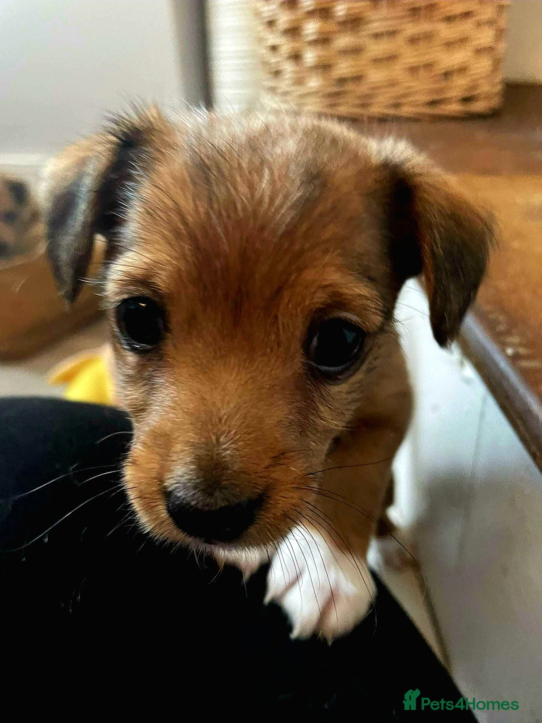 Mixed Breed dogs for sale: Beautiful YorkieRussell pups for sale! Small size  - Image 25