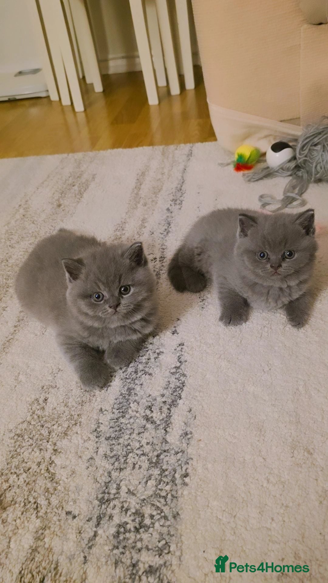 British Shorthair cats British Shorthair Kittens | Champion Lines - Advert 2