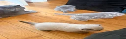 British Shorthair cats for sale: BRITISH SHORTHAIRxSCOTTISH FOLD blue,white Siamese in Southport - Advert 10