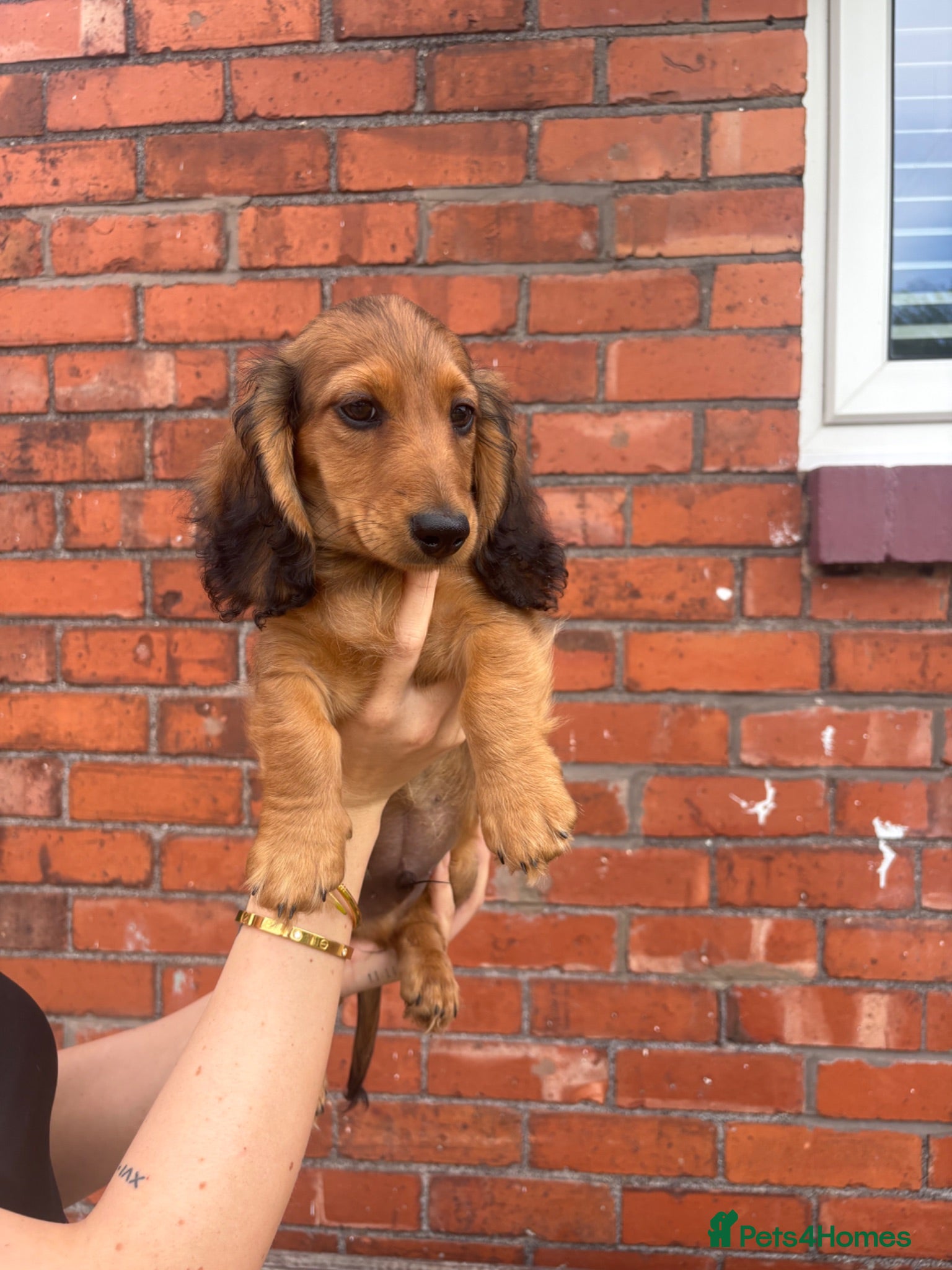 Miniature Dachshund dogs Miniature dachshund puppy’s🐾 - Advert 1