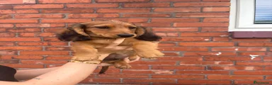 Miniature Dachshund 1