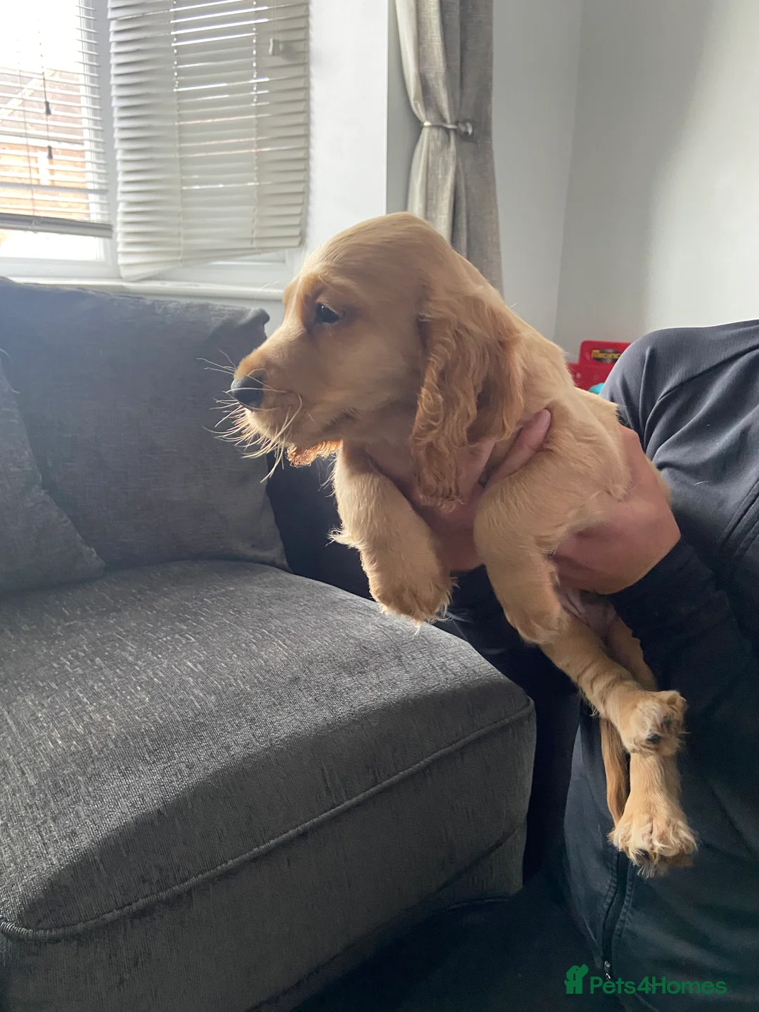 Cocker Spaniel dogs for sale: Cocker spaniel puppies  in York - Advert 10