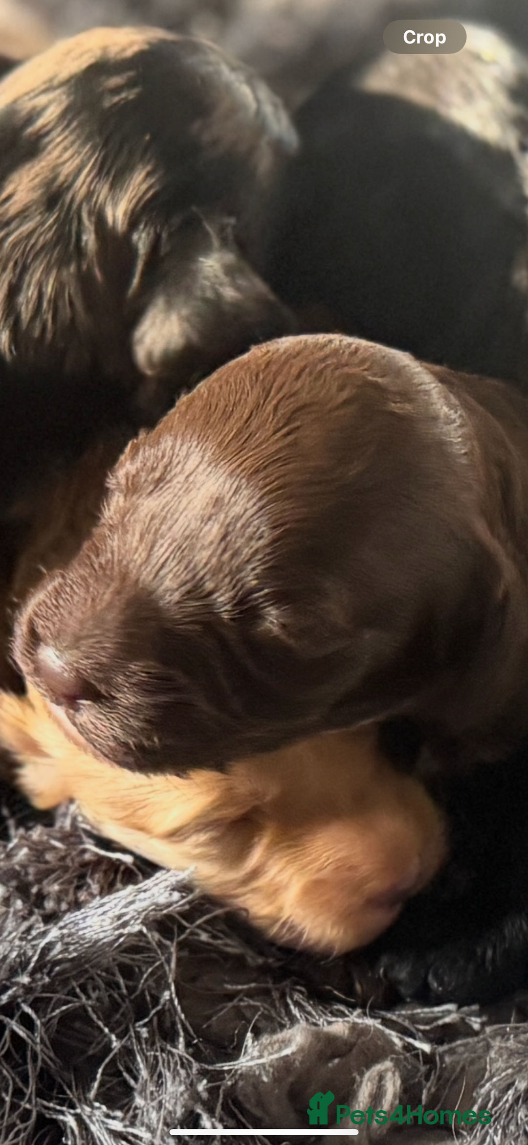 Cockapoo dogs for sale: Rare stunning American miniature teddy cockapoos  - Image 13