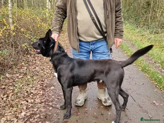 Belgian Shepherd Dog dogs Big buster up for stud - Advert 18