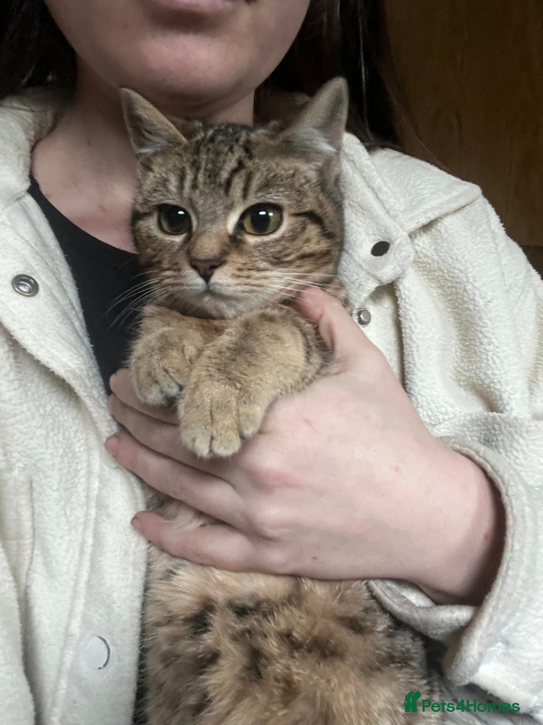 Bengal cats for sale: Bengal kittens  - Advert 5