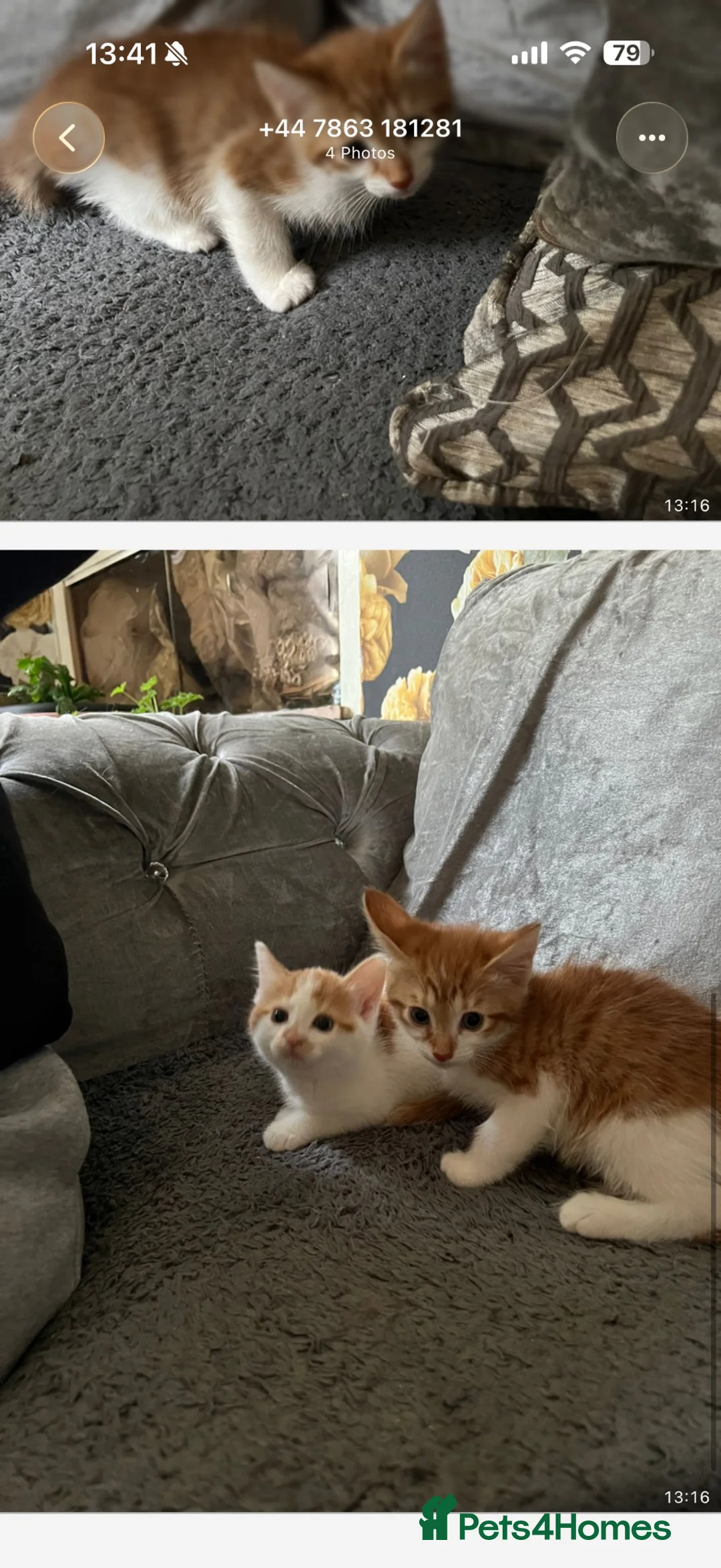Mixed Breed cats for sale: Ginger kitten - Advert 3