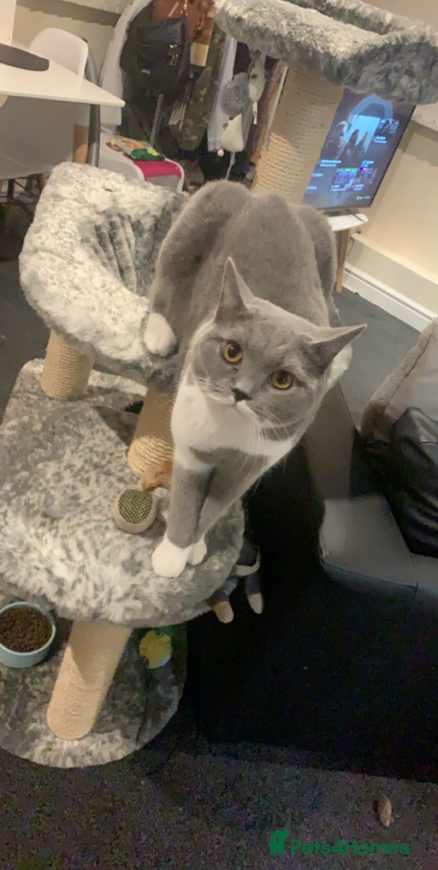 British Shorthair cats Beautiful British Shorthaired Male  - Advert 2