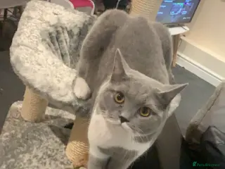 British Shorthair cats Beautiful British Shorthaired Male - Advert 2