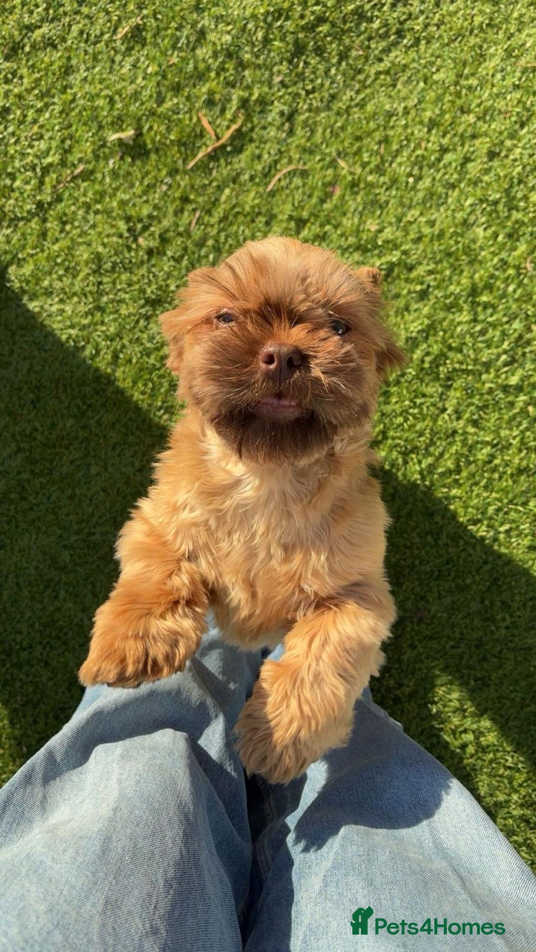 Shih Tzu dogs for sale: Exceptional KC Registered Health Tested - Advert 9