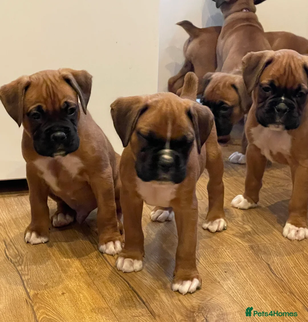 Boxer dogs for sale:  Stunning KC reg bobtailed boxers *1 girl left* - Advert 16