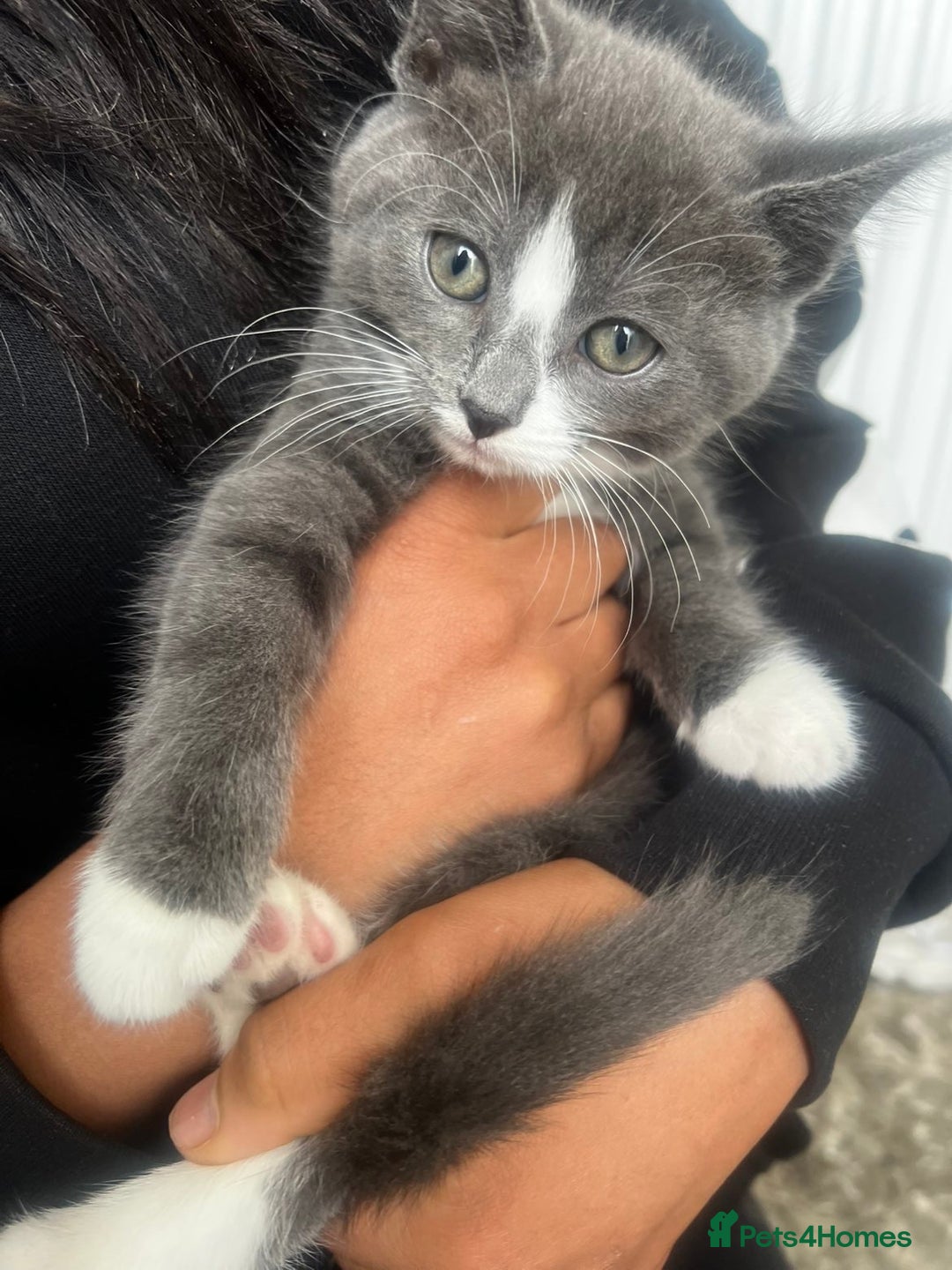 Mixed Breed cats for sale: Beautiful kittens  - Image 6