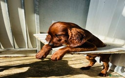 Irish Setter dogs for sale: Outstanding red Irish setters puppies - Image 17