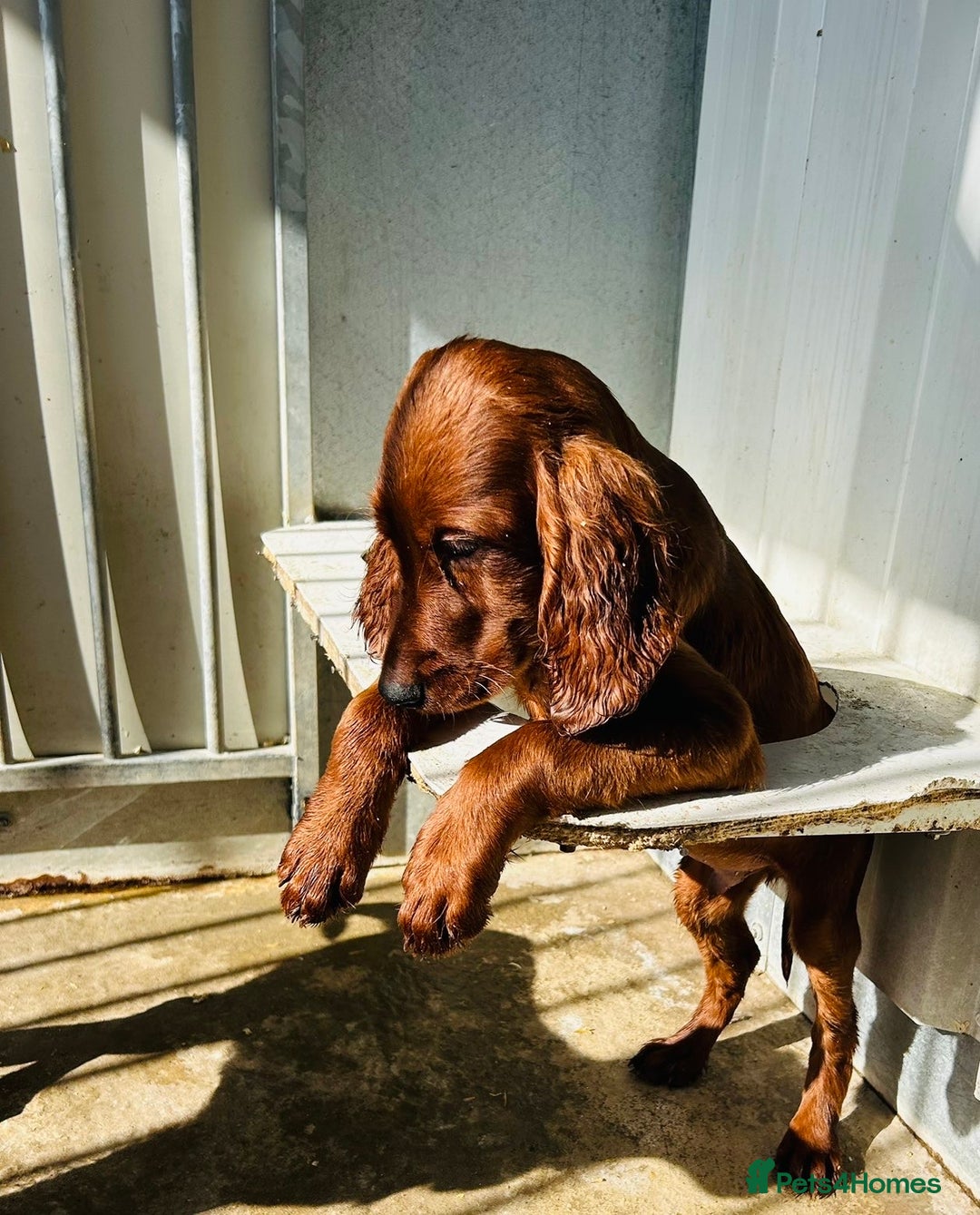Irish Setter dogs for sale: Outstanding red Irish setters puppies - Image 17