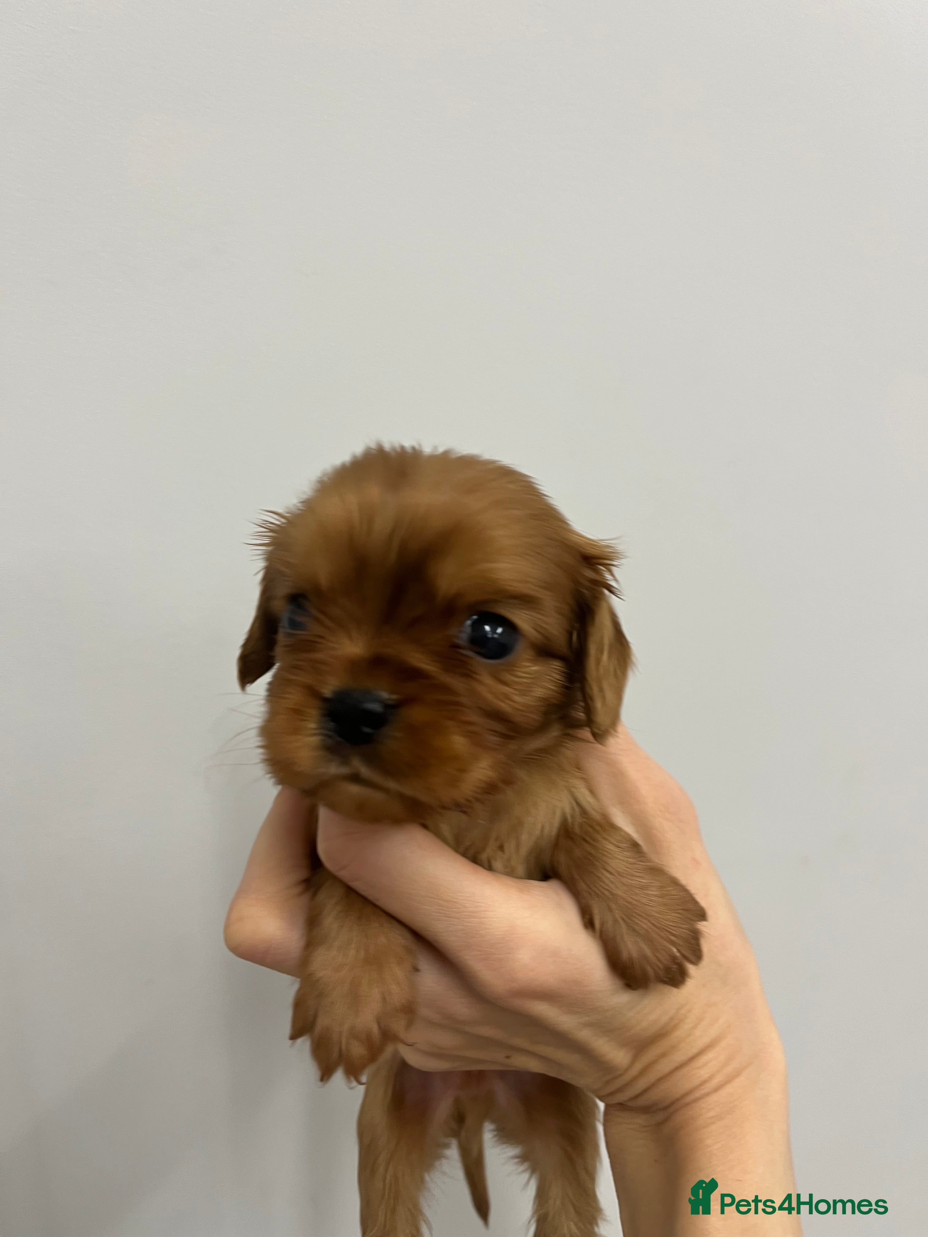 Cavalier King Charles Spaniel dogs Pure pedigree kc registered ruby cavaliers - Advert 8