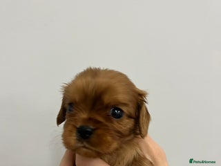 Cavalier King Charles Spaniel dogs Pure pedigree kc registered ruby cavaliers - Advert 8