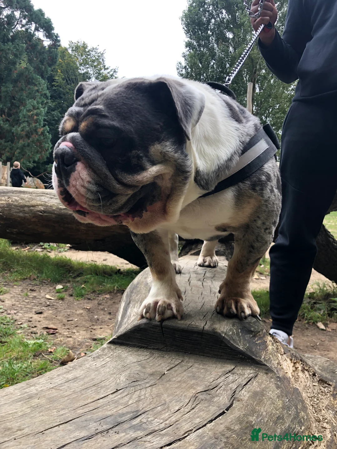 English Bulldog dogs for stud: Proven English Bulldog Stud - Blue Tri Merle in Romford - Advert 8