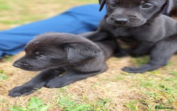 Labrador Retriever dogs for sale: Adorable Black Labrador puppies 4 boys available  - Image 6