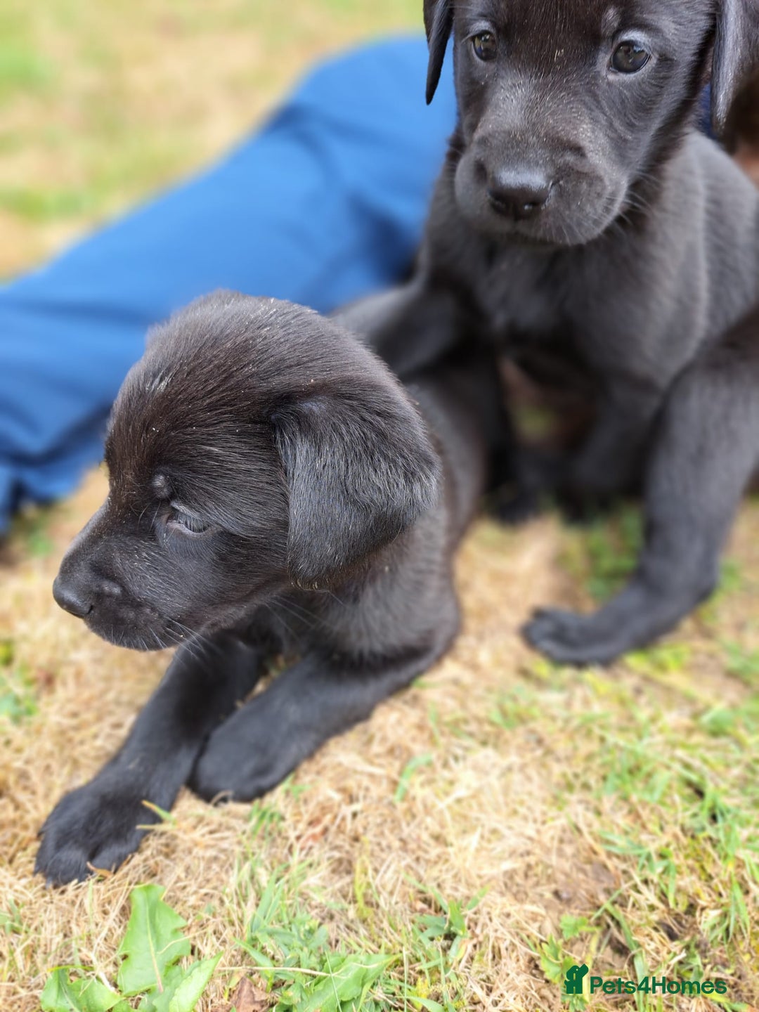 Labrador Retriever dogs for sale: Adorable Black Labrador puppies 4 boys available  - Image 6