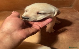 Labrador Retriever dogs for sale: Labrador pups - Image 6