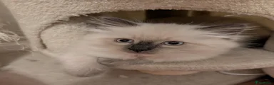 Ragdoll 1