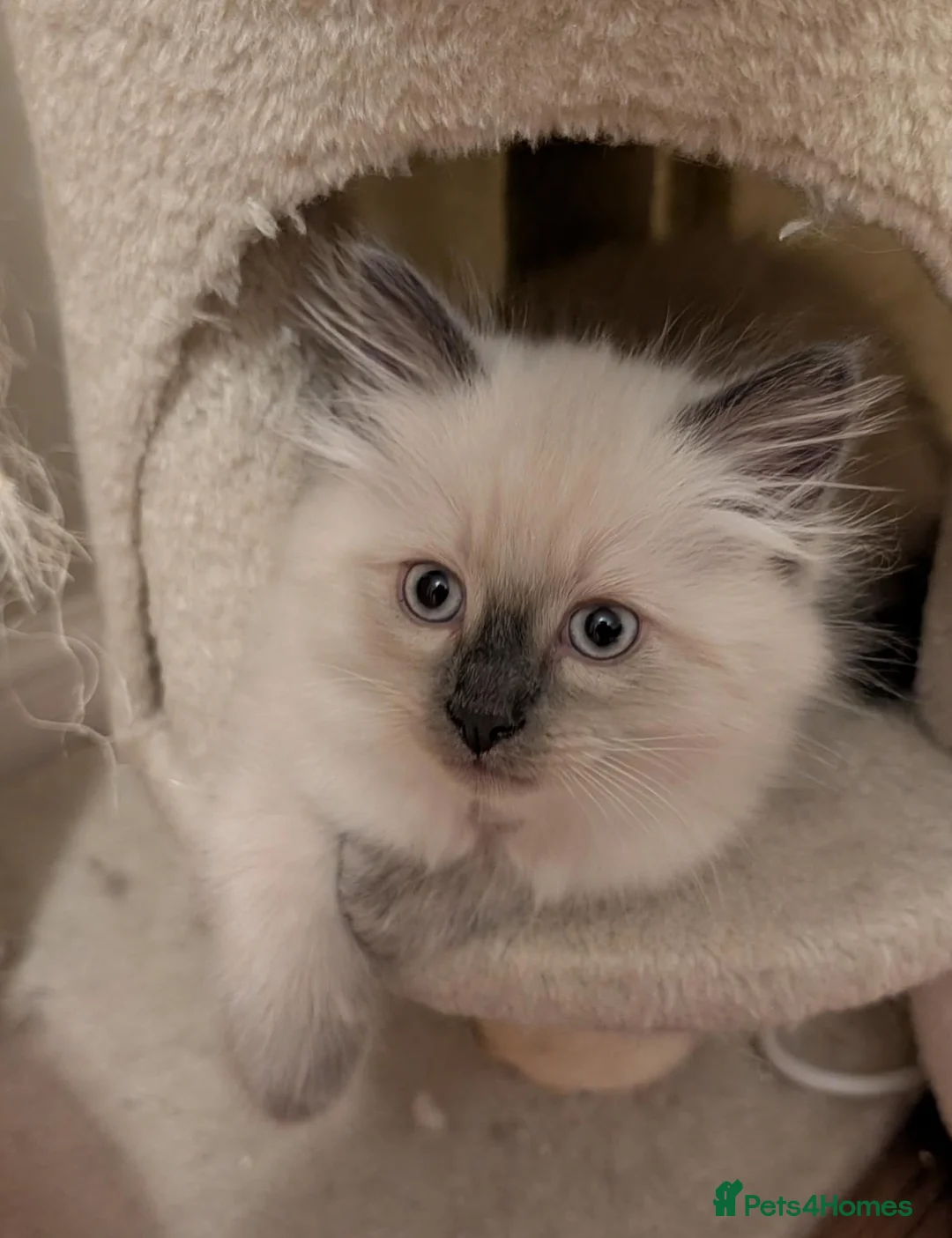 Ragdoll cats for sale: Ragdoll kitten ready now - Advert 7