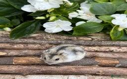 Hamster rodents for sale: Beautiful baby hamsters. Russian Dwarf and Syrian - Image 22